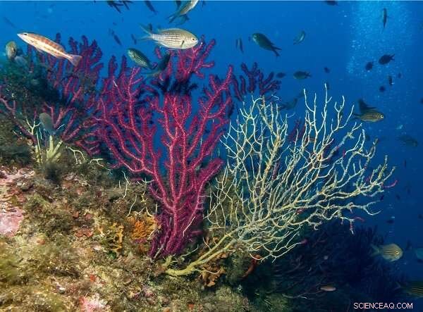 Mediterranean Coral Populations Collapse Amid Climate Crisis