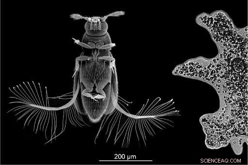 Unraveling the Secrets of Featherwing Beetle Flight: A New Aerodynamic Approach