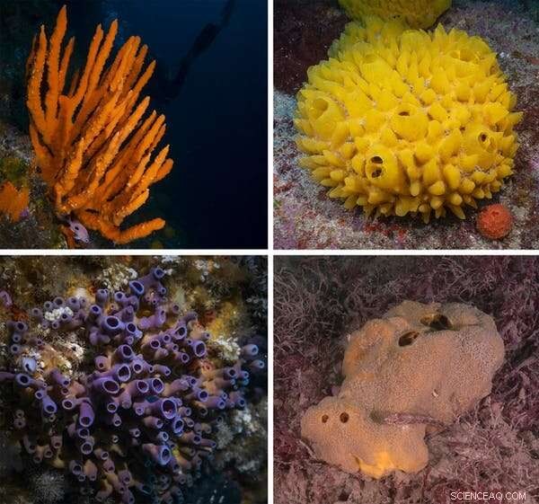 Sponges: Ancient Marine Animals Adapting to Ocean Change