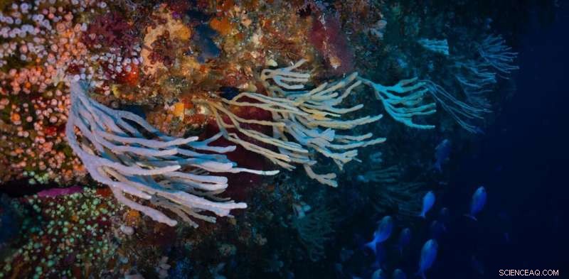Sponges: Ancient Marine Animals Adapting to Ocean Change