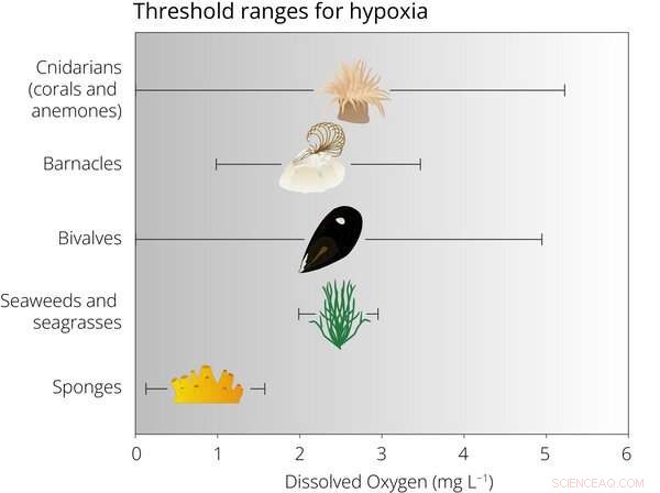 Sponges: Ancient Marine Animals Adapting to Ocean Change