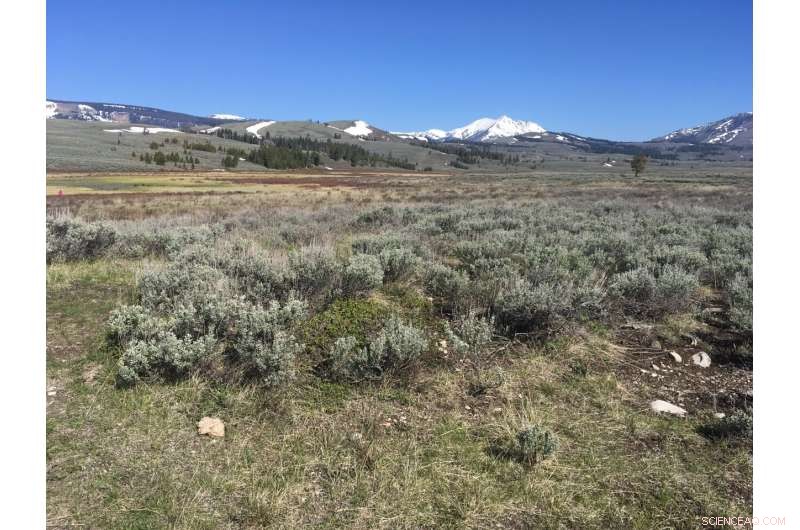 Preemergent Herbicides & Native Plants: A Yellowstone Study