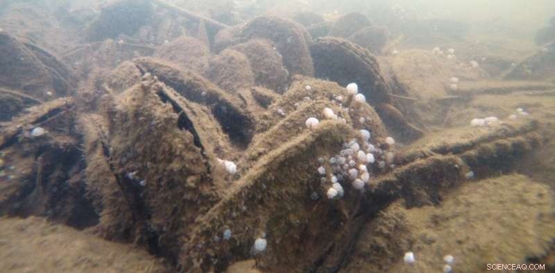 Leaf Oysters in Australia: Conservation Concerns and Ecological Importance