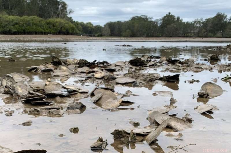 Leaf Oysters in Australia: Conservation Concerns and Ecological Importance