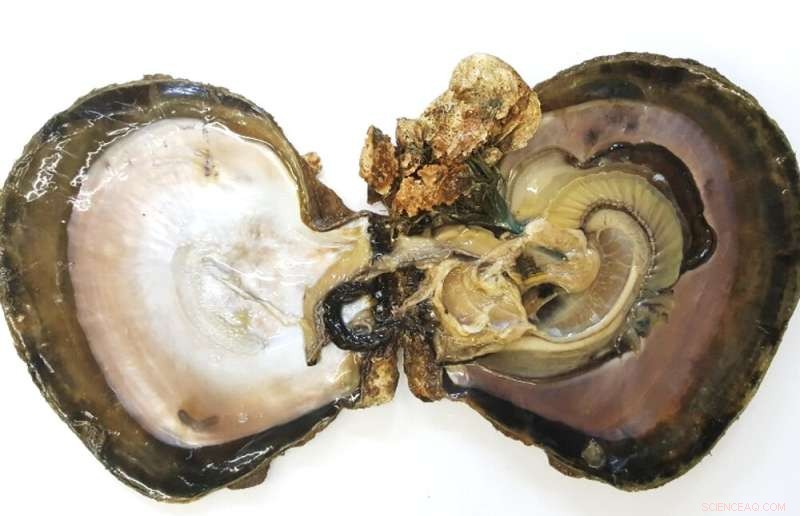 Leaf Oysters in Australia: Conservation Concerns and Ecological Importance
