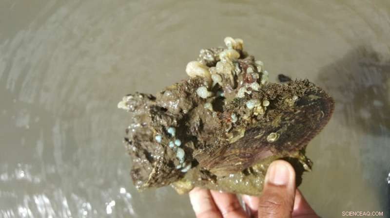 Leaf Oysters in Australia: Conservation Concerns and Ecological Importance