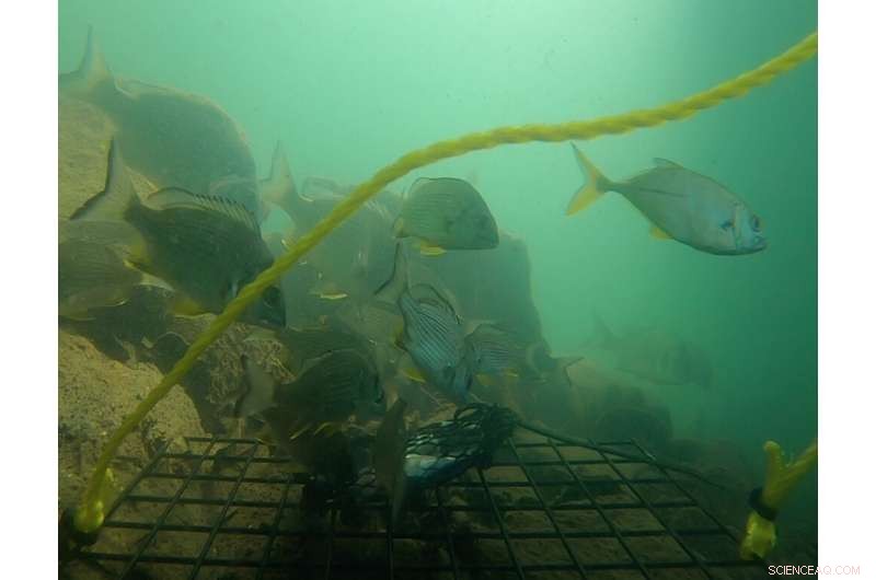 Leaf Oysters in Australia: Conservation Concerns and Ecological Importance