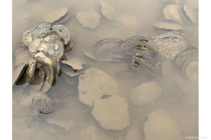 Leaf Oysters in Australia: Conservation Concerns and Ecological Importance