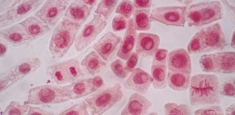 Earth Biogenome Project: Sequencing the Genome of All Complex Life