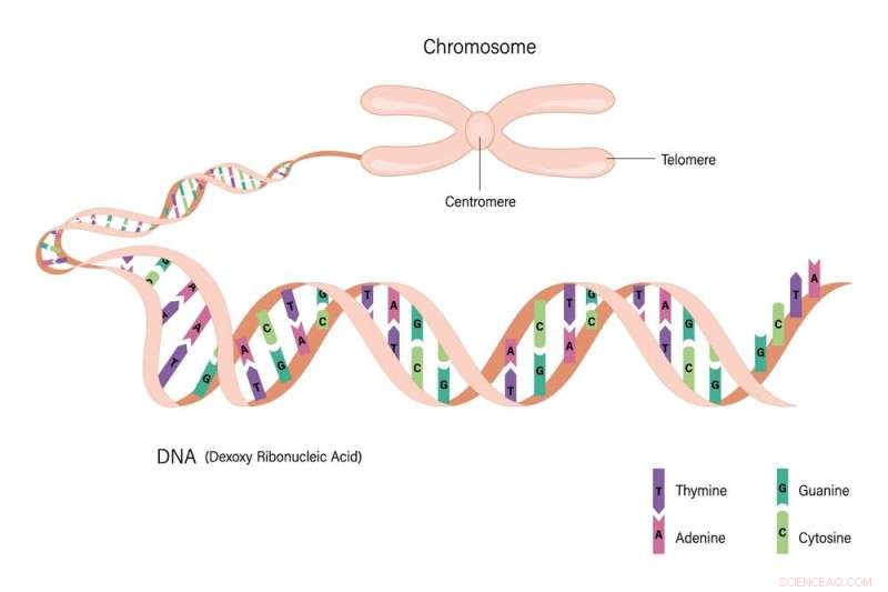 Earth Biogenome Project: Sequencing the Genome of All Complex Life