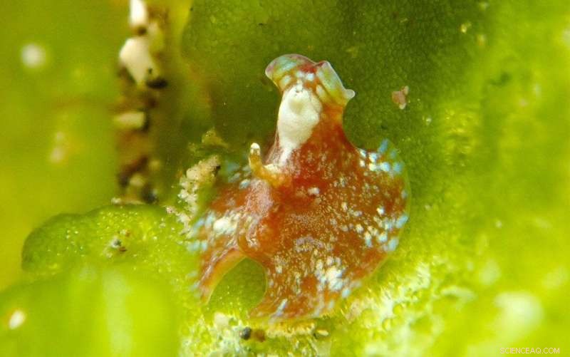 New Marine Worm Species Discovered: Unique Swimming & Hunting Adaptations