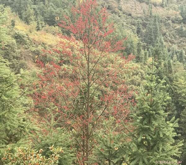 Holly Genome Sequencing: A Breakthrough in Plant Genomics