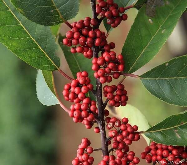 Holly Genome Sequencing: A Breakthrough in Plant Genomics