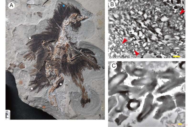 Ancient Bird Feathers Reveal Earliest Iridescent Coloration via Hollow Melanosomes