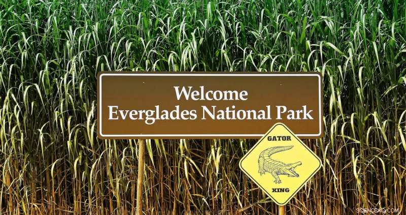 Biden Administration Invests $1.1 Billion in Everglades Restoration