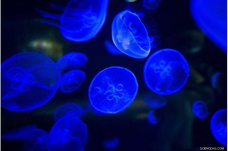 Bioluminescence: Unveiling the Magic of Deep-Sea Living Light