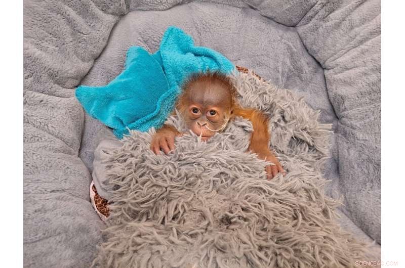 Endangered Orangutan Infant Receives Bottle Feeding at Audubon Zoo