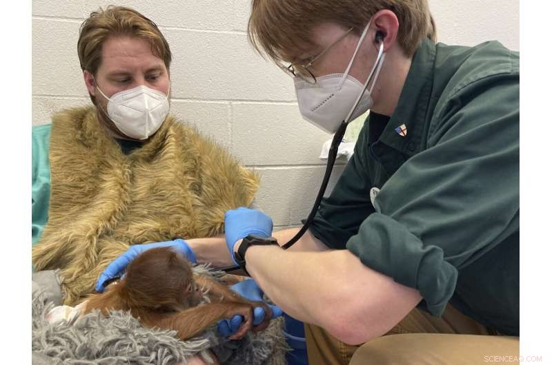 Endangered Orangutan Infant Receives Bottle Feeding at Audubon Zoo
