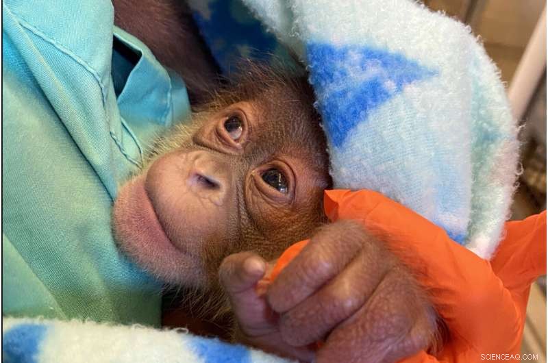 Endangered Orangutan Infant Receives Bottle Feeding at Audubon Zoo