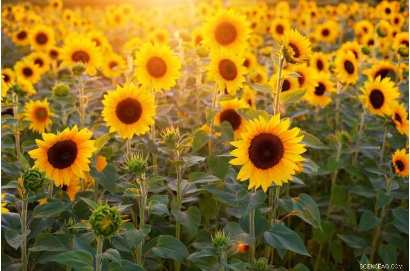 Sunflowers: Hidden UV Colors Boost Pollination & Drought Resistance
