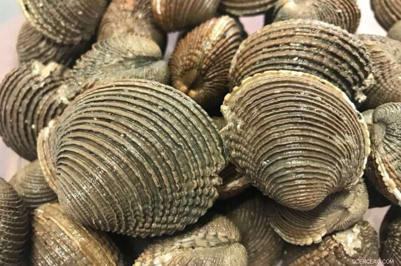 Contagious Cancer Spreads Among Clams: A New Threat to Shellfish Populations