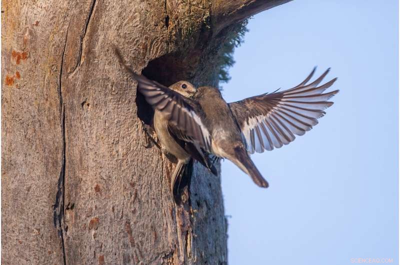 Extra-Pair Paternity Boosts Cooperation in Pied Flycatchers – Research Highlights