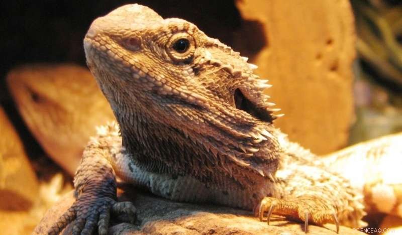 Epigenetic Sex Determination in Australian Dragon Lizards: A Novel Discovery
