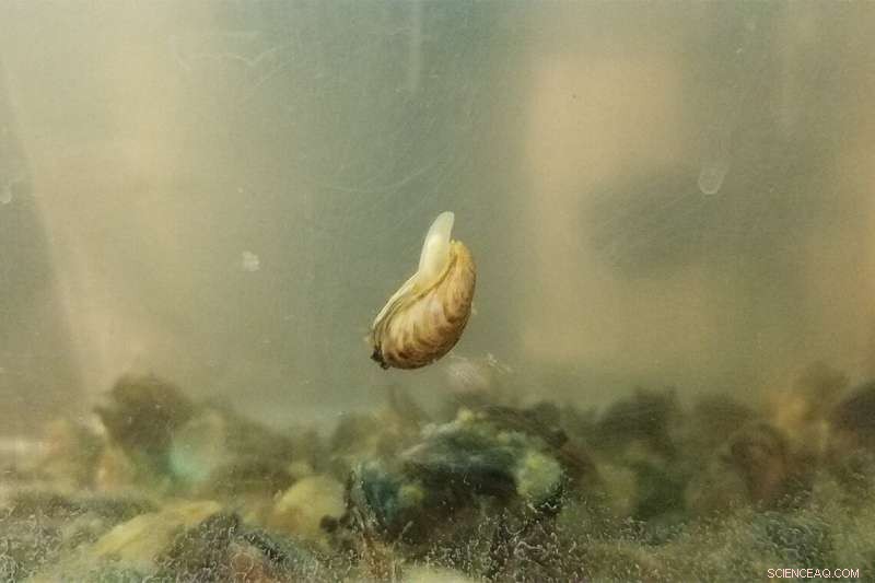 Zebra Mussel Adhesive Secrets: Innovation in Medical & Industrial Coatings