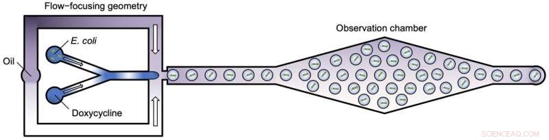 Rice University Breakthrough: Accelerating Antibiotic Resistance Research