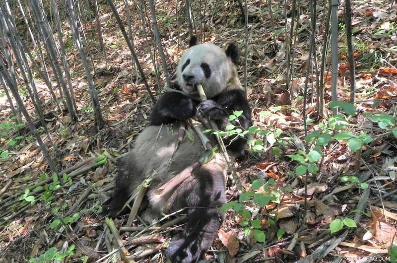 Giant Pandas and Gut Microbiota: The Secret to a Healthy Bamboo Diet