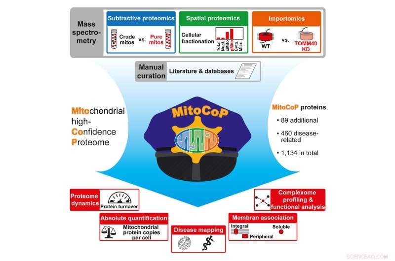 Mitochondrial Protein Mapping: Unveiling Key Players in Cellular Metabolism