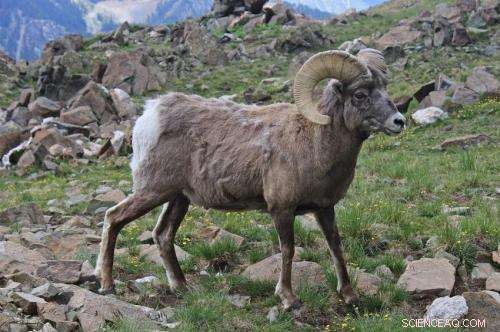 Understanding Modern Evolution: Patterns and Adaptations