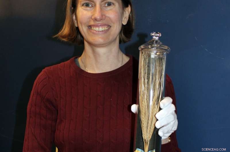 Chevalier Barley: Tracing the Origins of a Legendary Brewing Grain