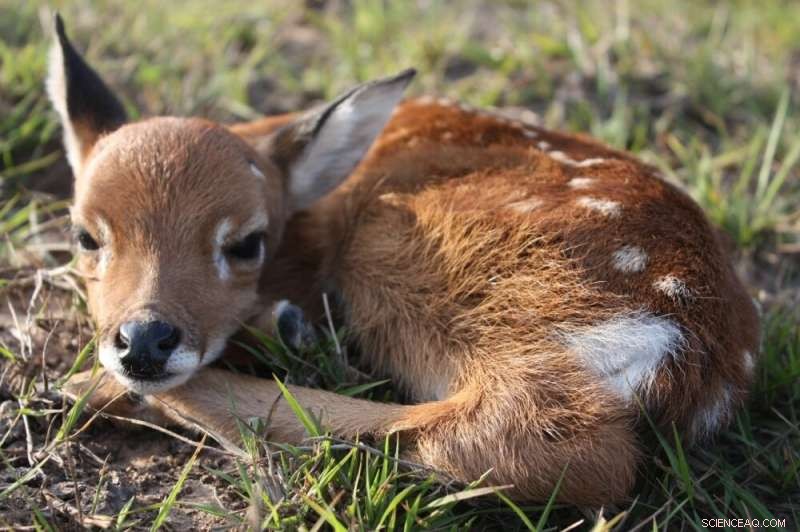 Deer Monitoring in Conservation Units: Study Reveals Unreliable Methods