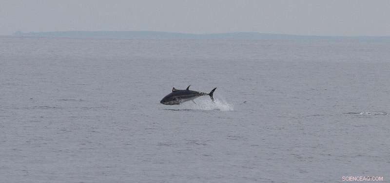Tracking Bluefin Tuna in UK Waters: First Acoustic Tagging Program