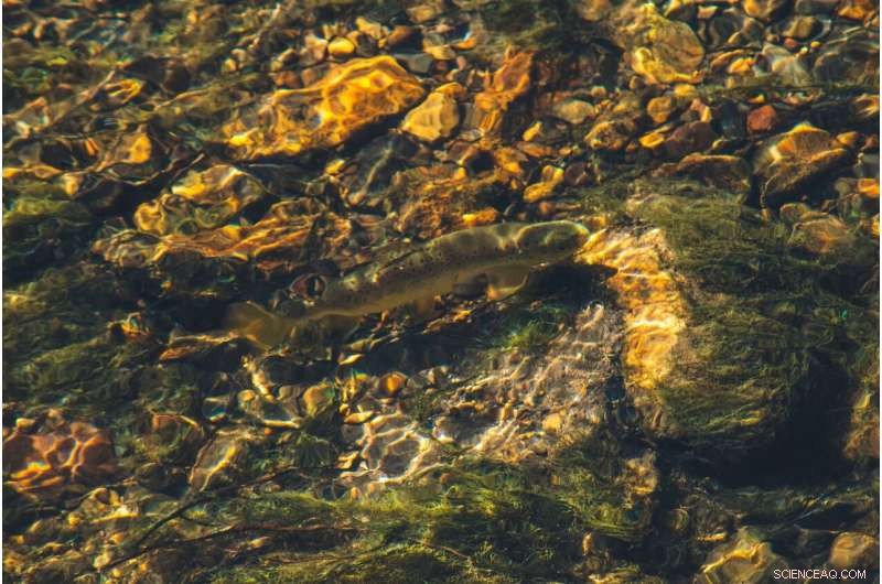 Climate Change Drives Fish Migration, Raising International Disputes