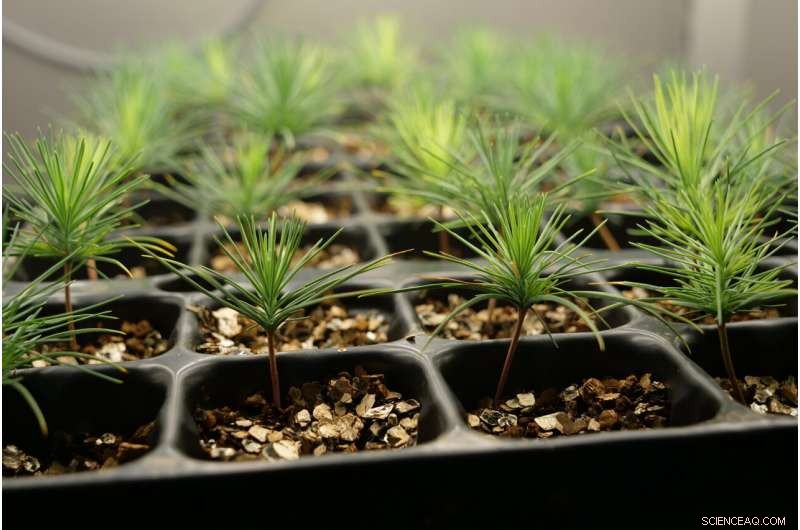 Ammonium Boosts Pine Root Growth: New Research from University of Malaga