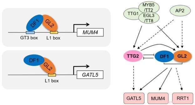 Plant Pectin Biosynthesis: Transcriptional Regulation & Cell Wall Function