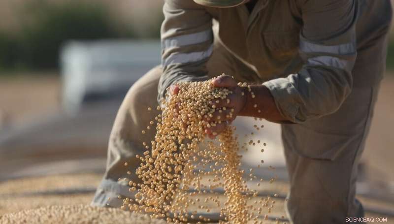 China to Boost Domestic Crop Production with Genetically Modified Seeds