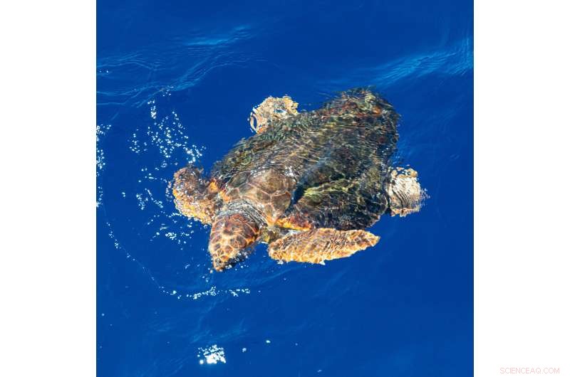 Protecting Marine Life: How Ocean Closures Reduce Bycatch