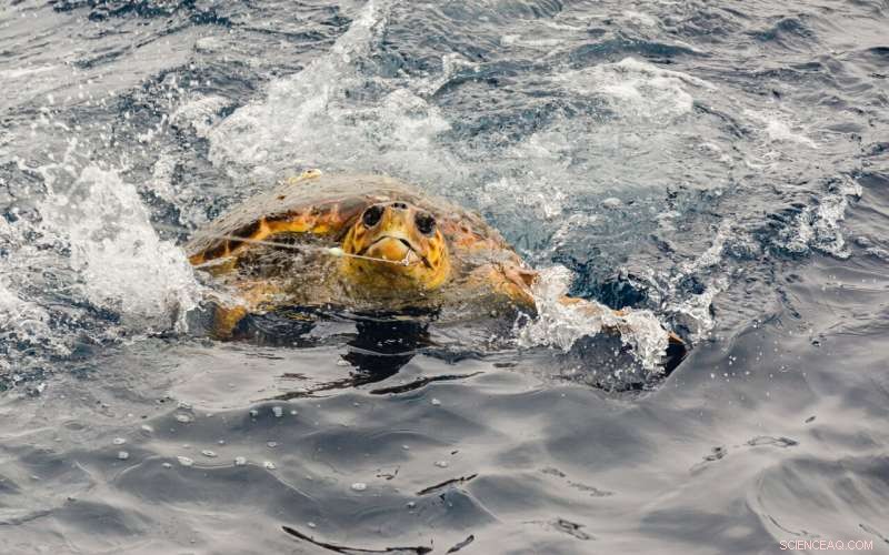 Protecting Marine Life: How Ocean Closures Reduce Bycatch