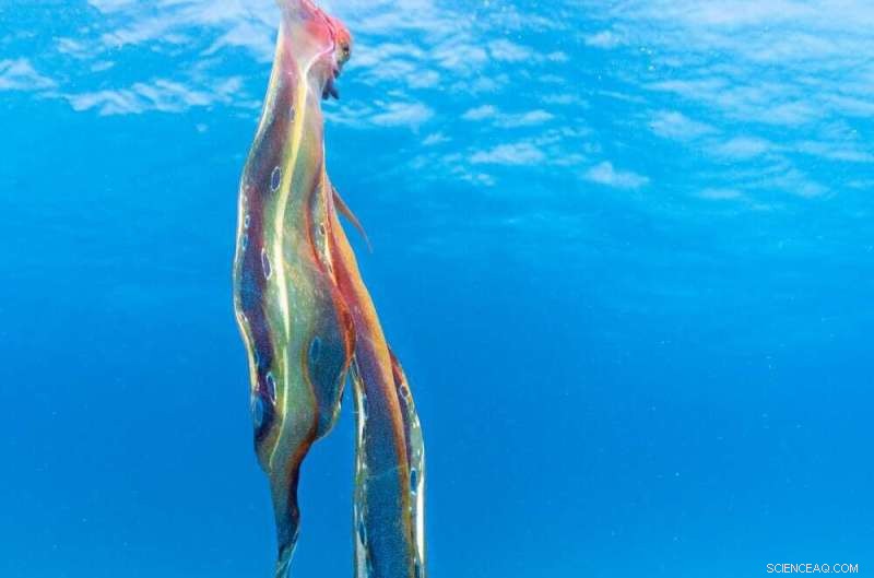 Rare Footage: Female Blanket Octopus Spotted in Great Barrier Reef