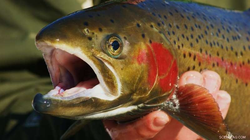 Improving Steelhead Survival: Research on Hatchery Fish
