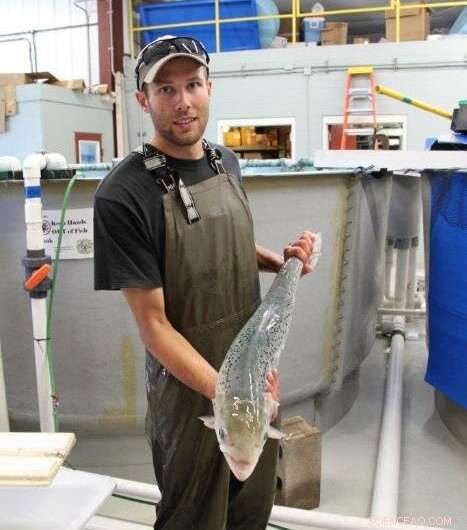 Lake Trout Reproduction & Sea Lamprey Impact: A New Study