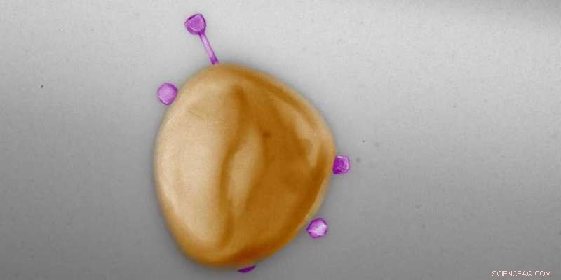 Phage Host Range: Challenging the Narrow Host Theory