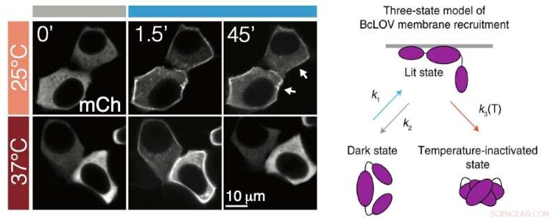 Light and Temperature-Controlled Proteins Reveal Cell Signaling Pathways