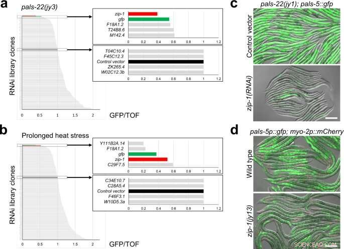 Zip-1 Gene: Key Defense Mechanism Identified in Worms