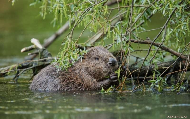 Beavers and River Restoration in Scotland: A New Study