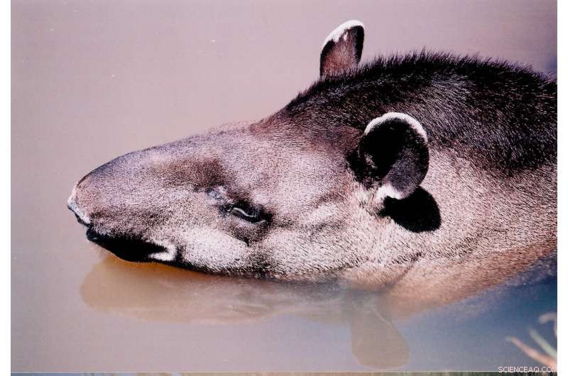 Lowland Tapir Conservation: Urgent Threat in the Atlantic Forest