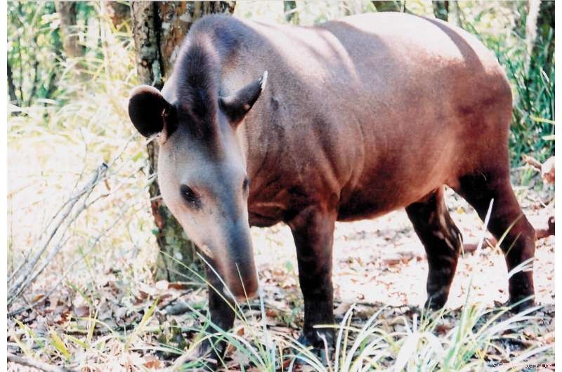Lowland Tapir Conservation: Urgent Threat in the Atlantic Forest